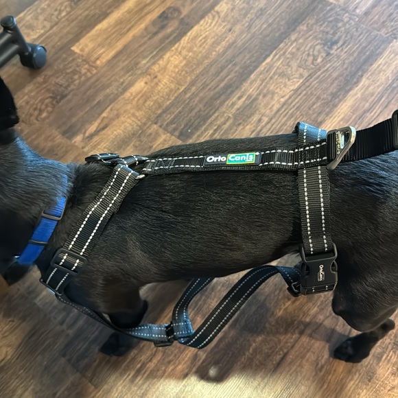Support Harness OrtoCanis (Front Only) - Picture 2 of 15